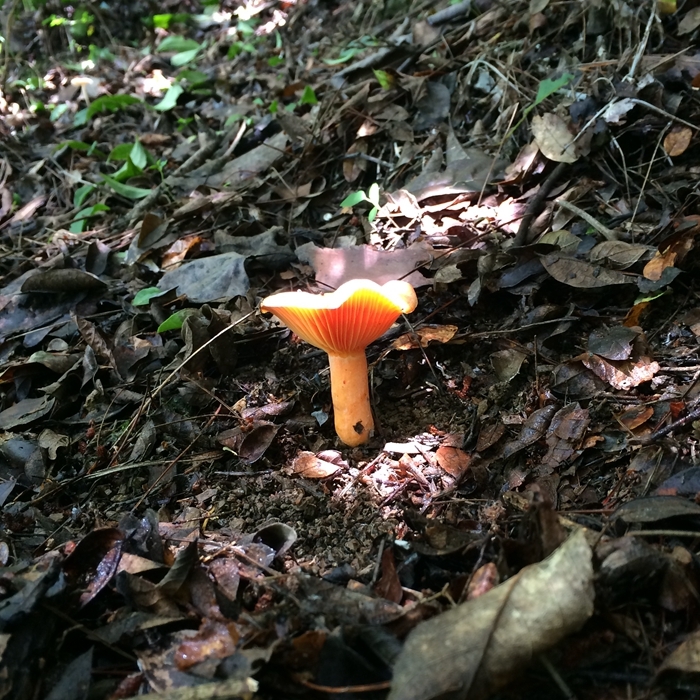 正在长大的野生松蘑菇