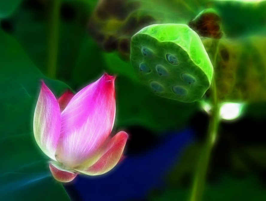 莲与花的对话.jpg
